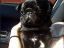 Mops Nelly