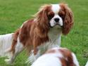 Cavalier king charles spaniel Sofus (ejes nu af min søster)