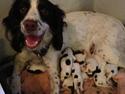 Engelsk springer spaniel Siska