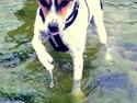 Dansk svensk gaardhund Liva
