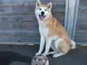 Akita inu Kumi