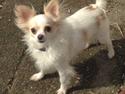 Chihuahua Bonnabell's Amor (Charlie)