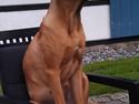 Rhodesian ridgeback Ajs