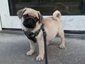 Mops Bob