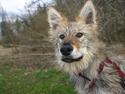 Tjekkoslovakisk ulvehund Aeika