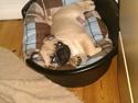 Mops Ludvig