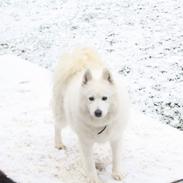 Samojedhund Snowy