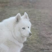 Samojedhund Snowy