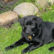 Labrador retriever Bamse, bedstefar's Hund.