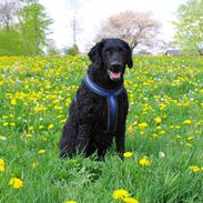 Curly coated retriever Balto (RIP)