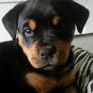 Rottweiler tikka