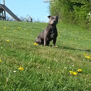 Staffordshire bull terrier Grand Chevy Sama Slodycz