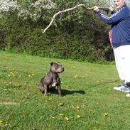 Staffordshire bull terrier Grand Chevy Sama Slodycz