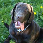 Labrador retriever Samson