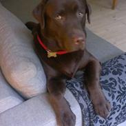 Labrador retriever Toy