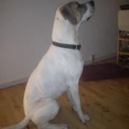 Blanding af racer Ozzy Osborne