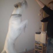 Blanding af racer Ozzy Osborne