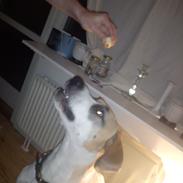 Blanding af racer Ozzy Osborne