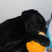 Labrador retriever stacie