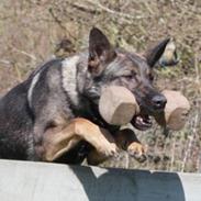 Schæferhund Studsdal Aida