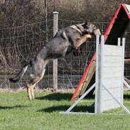 Schæferhund Studsdal Aida
