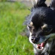 Chihuahua Tiny