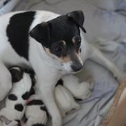 Dansk svensk gaardhund Jessie