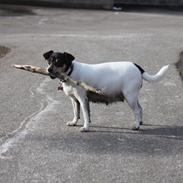 Dansk svensk gaardhund Jessie