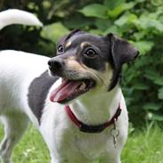 Dansk svensk gaardhund Jessie