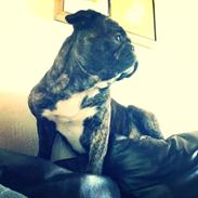 Blanding af racer Charlie