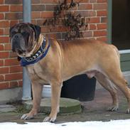 Bullmastiff Alfons batmann