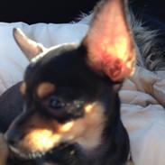 Chihuahua Nela (R.I.P)