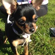 Chihuahua Nela (R.I.P)