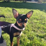 Chihuahua Nela (R.I.P)