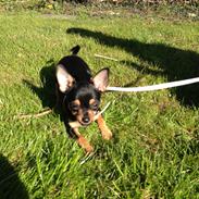 Chihuahua Nela (R.I.P)