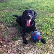 Labrador retriever Tornelund's Basse ( himmelhund )