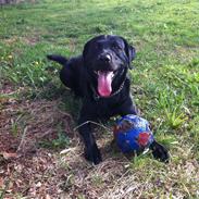 Labrador retriever Tornelund's  Basse ( himmelhund )