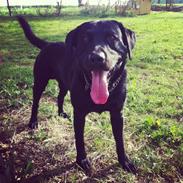 Labrador retriever Tornelund's  Basse ( himmelhund )