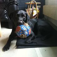 Labrador retriever Tornelund's Basse ( himmelhund )