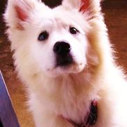 Samojedhund Kitta