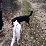 Samojedhund Kitta