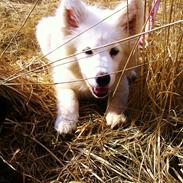 Samojedhund Kitta
