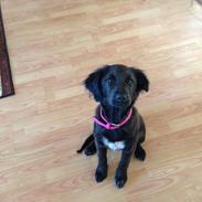 Blanding af racer Dia