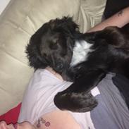 Blanding af racer Dia