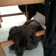 Blanding af racer Dia