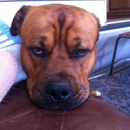 Blanding af racer Tyzon