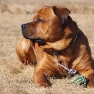 Blanding af racer Tyzon