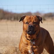 Blanding af racer Tyzon