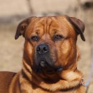 Blanding af racer Tyzon