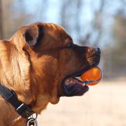 Blanding af racer Tyzon